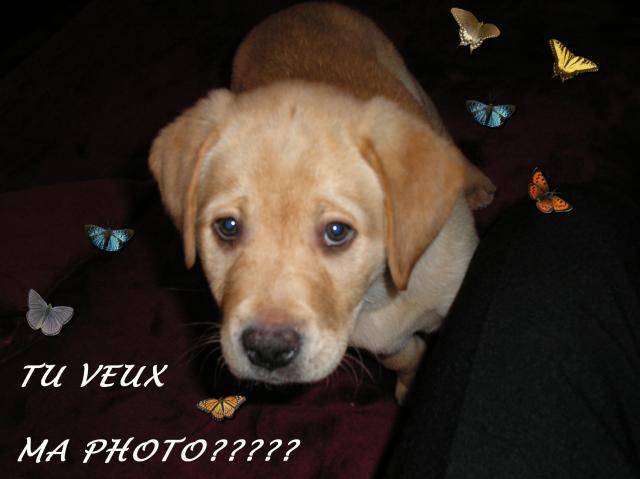 Athos Labrador - Labrador Retriever
