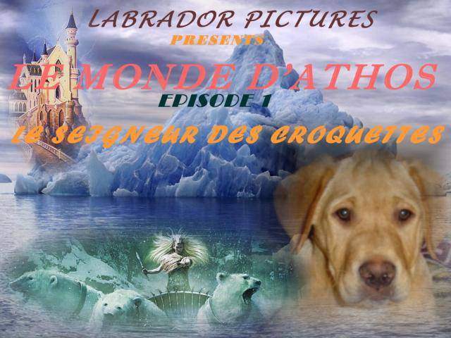 Athos Labrador retriever - Labrador Retriever