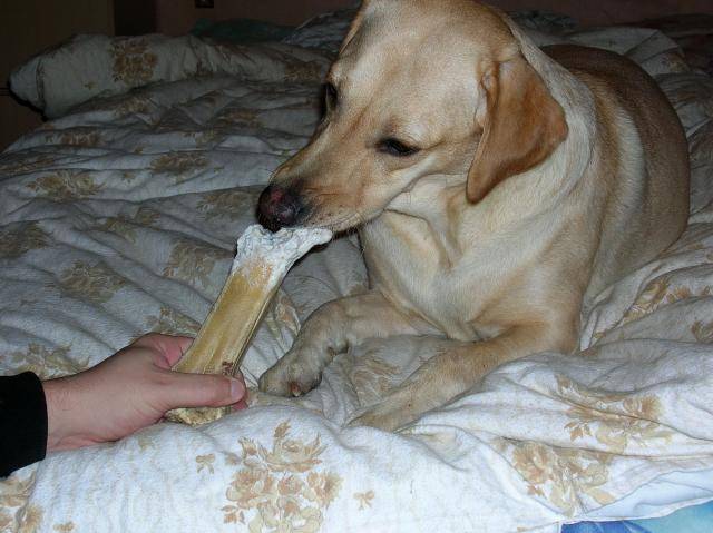 Labrador retriever.jpg - Labrador Retriever