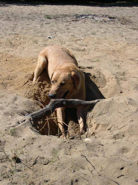 Labrador Retriever (Urban) - Labrador Retriever