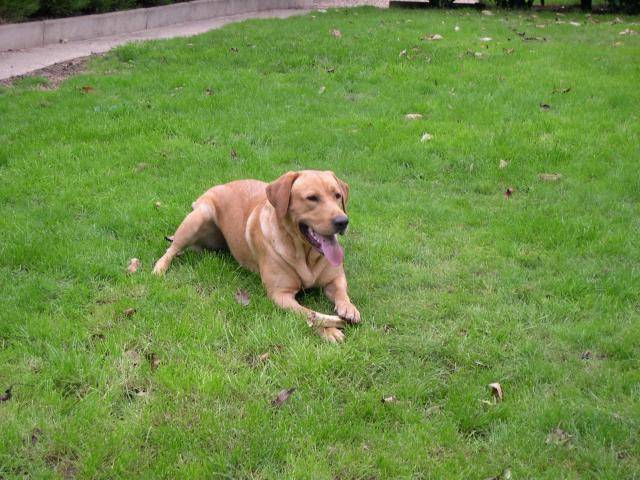 Labrador Retriever (Urban) - Labrador Retriever