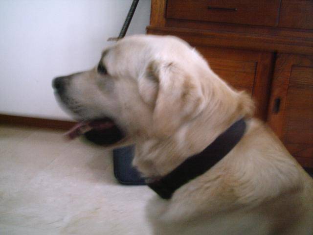 labrador ! Néo - Labrador Retriever