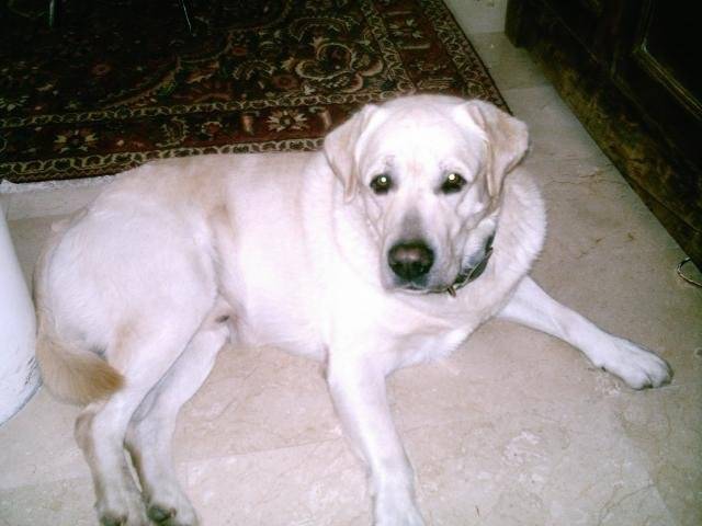 labrador retriever ! Néo ! - Labrador Retriever