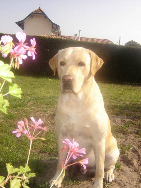 labrador usty - Labrador Retriever