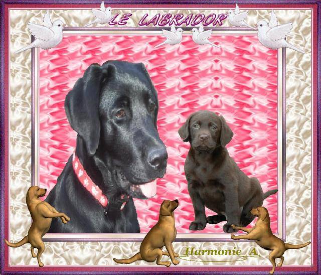 LE LABRADOR NOIR - Labrador Retriever