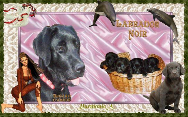 LE LABRADOR NOIR - Labrador Retriever