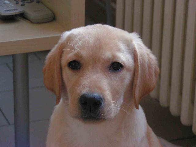 Labrador ; Alta - Labrador Retriever