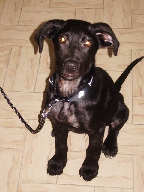 Moka : croisé berger/labrador (selon le vétérainaire) - Labrador Retriever