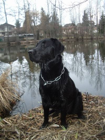 Axa labrador retriever - Labrador Retriever