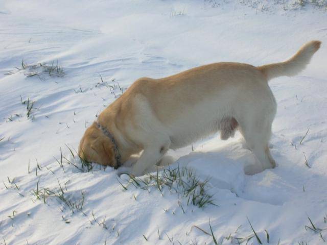 labrador retriever : prince - Labrador Retriever