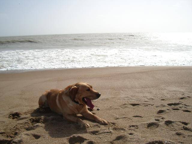 Urban, toujours à la plage ! (labrador retriever) - Labrador Retriever