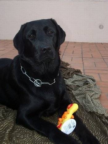 axa labrador retriver - Labrador Retriever