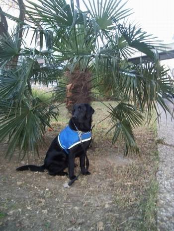 axa labrador retriver - Labrador Retriever