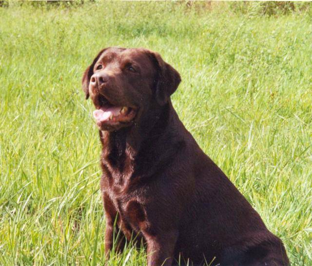 LABRADOR RETRIEVER CHOCOLAT - Paddy 7 ans - Labrador Retriever (7 ans)