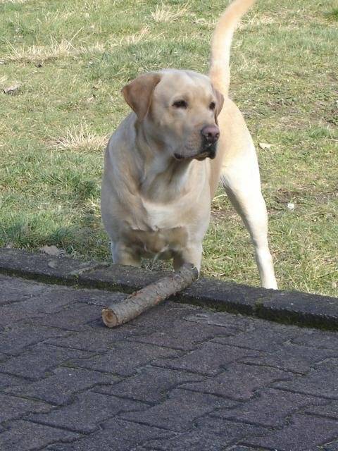 labrador usty - Labrador Retriever