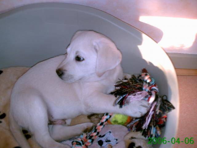 labrador retriever brinty - Labrador Retriever