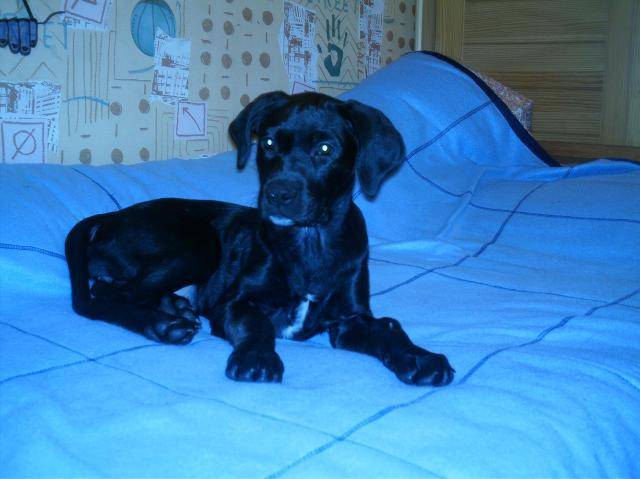 Labrador / Rotweiler : Balzane - Labrador Retriever