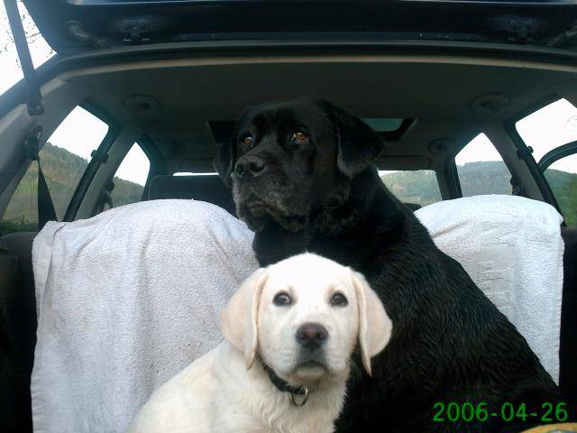 labrador goody et brinty - Labrador Retriever