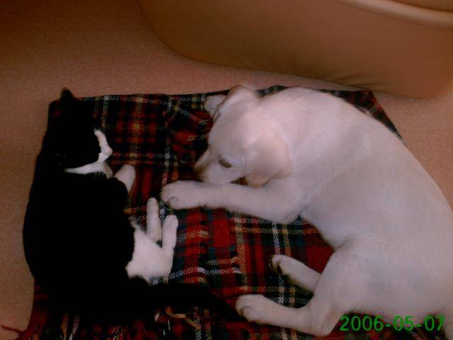 brinty labrador retriever et sa grande copine - Labrador Retriever