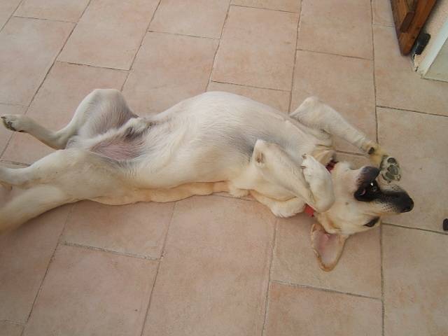 Boss - Labrador Retriever Mâle (6 ans)