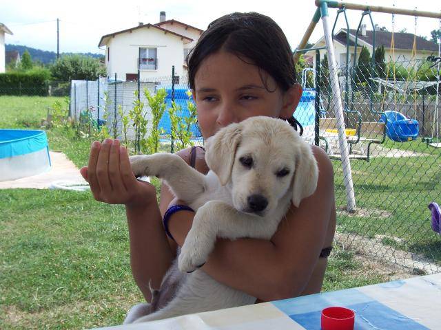 labrador lory - Labrador Retriever
