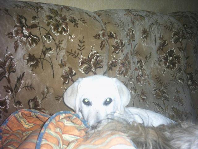labrador - Labrador Retriever