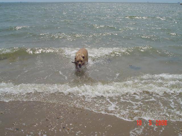 labrador uta - Labrador Retriever