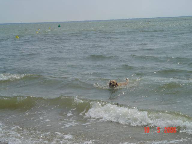 labrador uta - Labrador Retriever