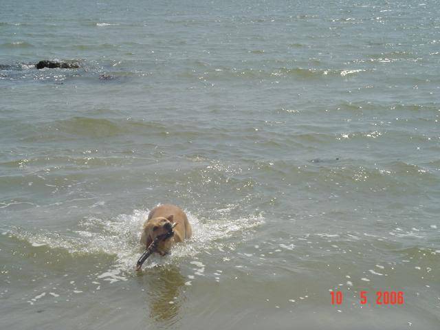 labrador uta - Labrador Retriever