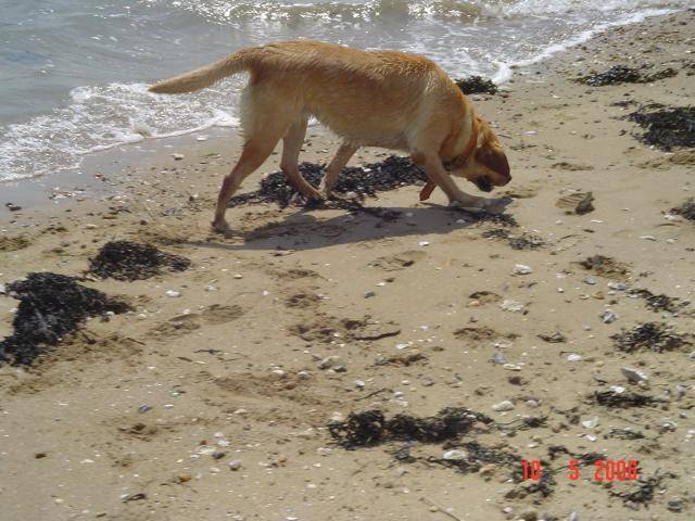 labrador uta - Labrador Retriever