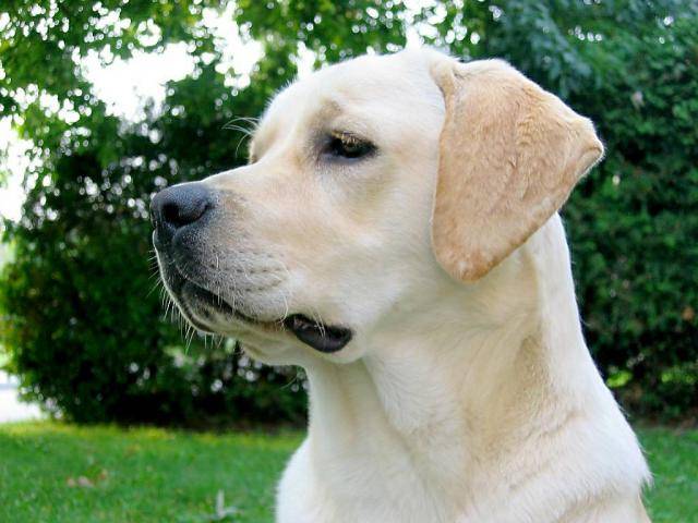 labrador - Labrador Retriever