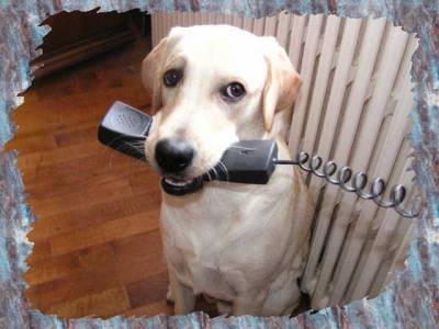 labrador retriever - Labrador Retriever
