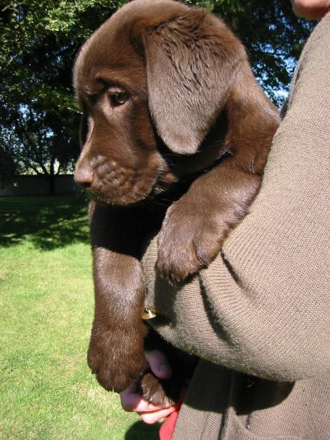 labrador retriever - Labrador Retriever