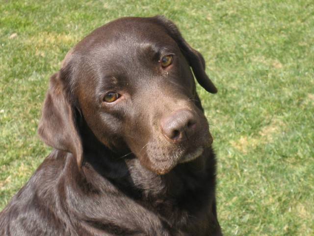 labrador retriever - Labrador Retriever