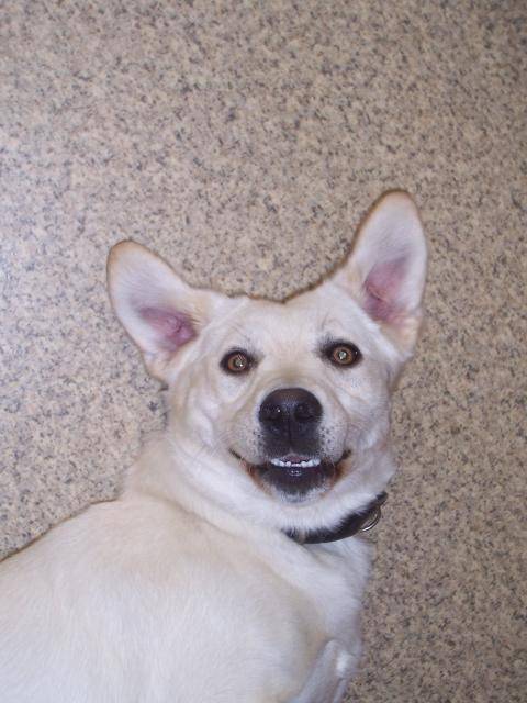 labrador patch - Labrador Retriever