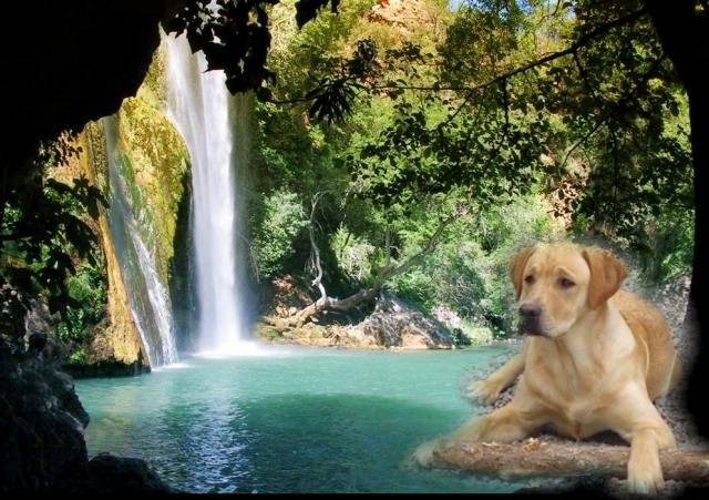 ATHOS LABRADOR 7 mois - Labrador Retriever (7 mois)