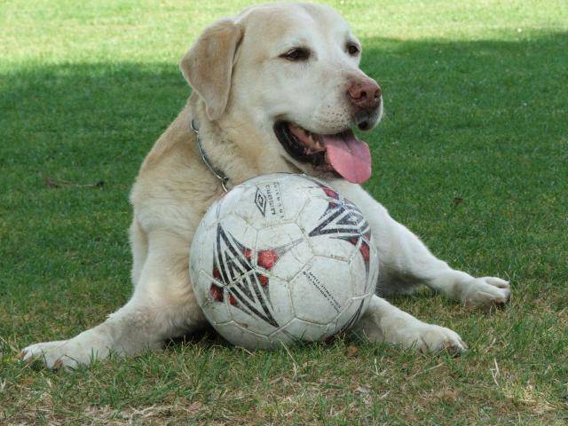 Labrador - Larry - Labrador Retriever
