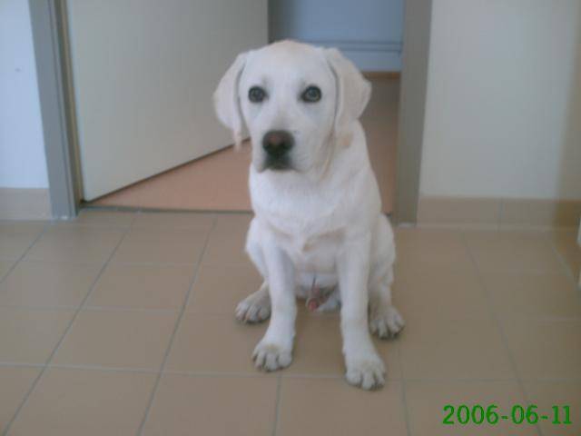 labrador retriever Brinty - Labrador Retriever