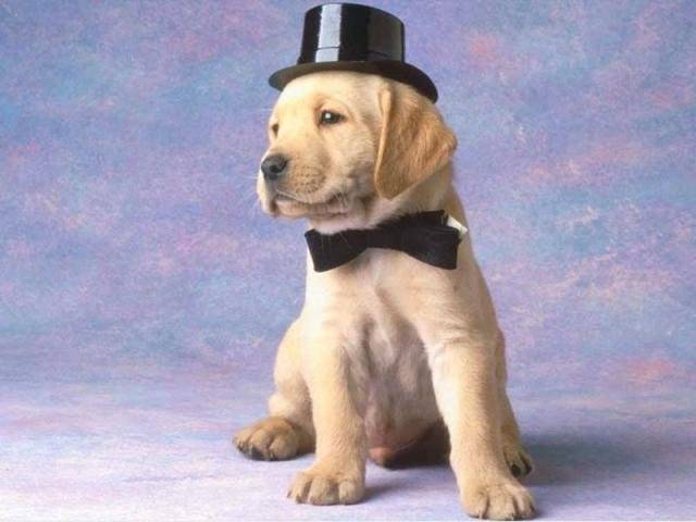 labrador - Labrador Retriever
