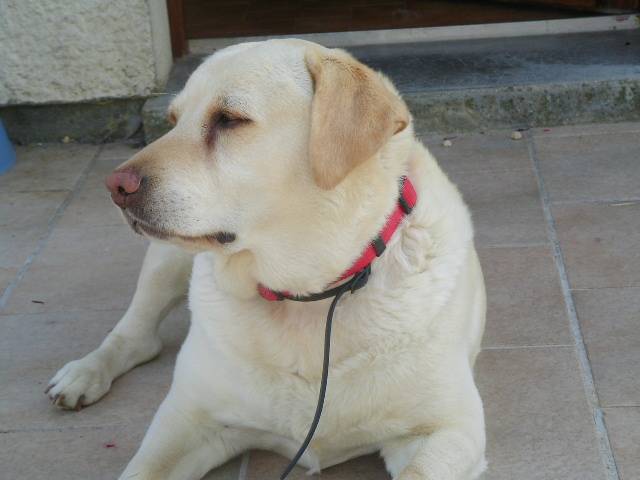 Labrador - Puce!!! - Labrador Retriever