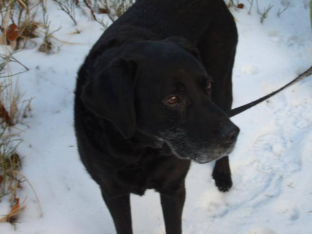 labrador-retriever - Labrador Retriever