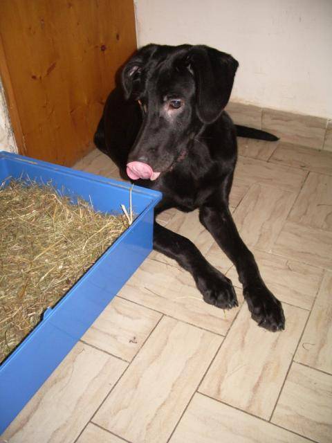 Moka (croise berger labrador) - Labrador Retriever