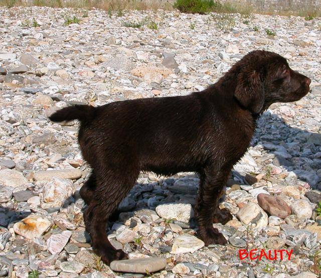 retriever du labrador BEAUTY - Labrador Retriever