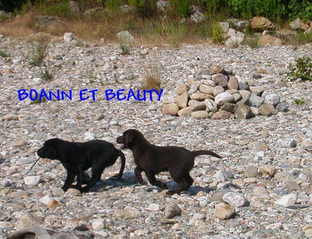 retriever du labrador BEAUTY ET BOANN - Labrador Retriever