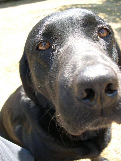 Urane la soeur d'Urban (Labrador Retriever) - Labrador Retriever