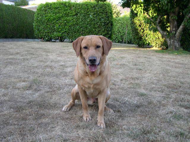 Urban ---- Labrador Retriever - Labrador Retriever