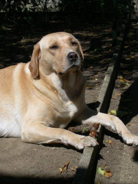 Labrador Uta - Labrador Retriever