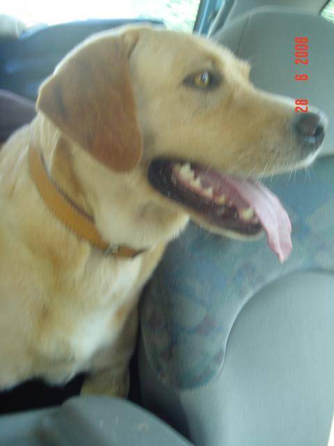 Labrador Uta - Labrador Retriever