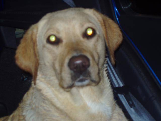 labrador Stella - Labrador Retriever