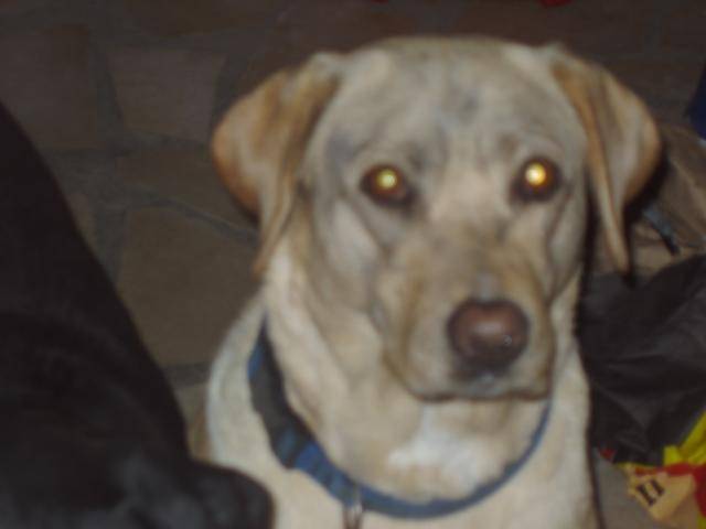 labrador Stella - Labrador Retriever